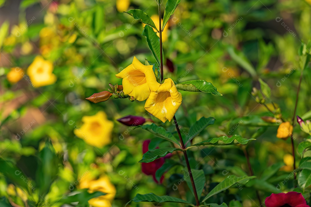 Allamanda Planta com flor da espécie Allamanda