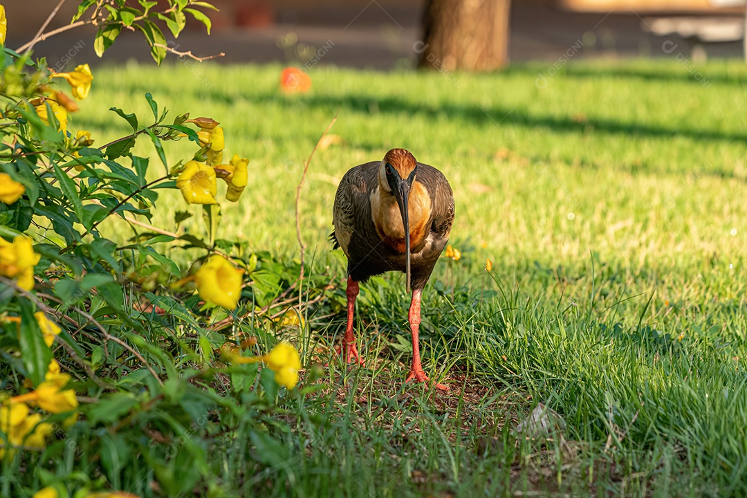 Ibis de pescoço amarelo da espécie Theristicus caudatus