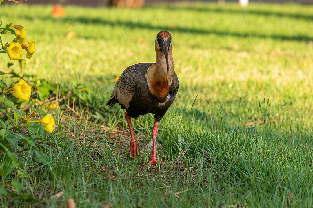 Ibis de pescoço amarelo da espécie Theristicus caudatus