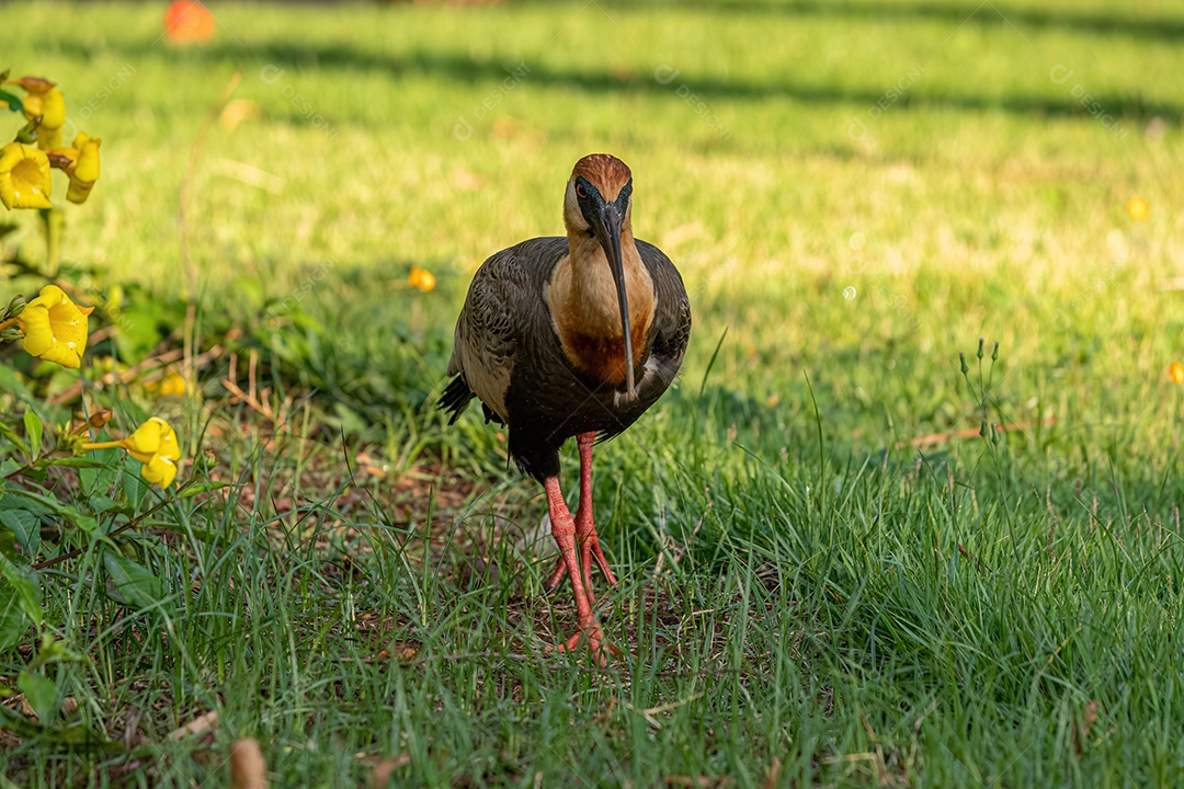 Ibis de pescoço amarelo da espécie Theristicus caudatus