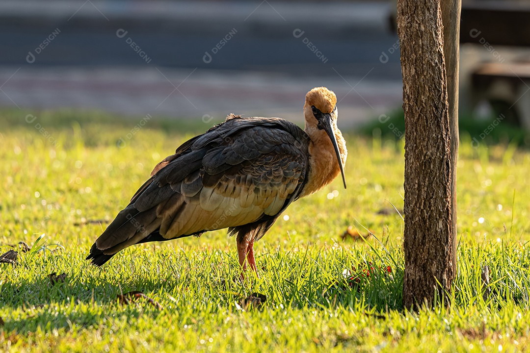 Ibis de pescoço amarelo da espécie Theristicus caudatus