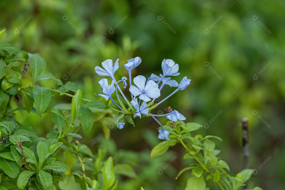 Plumbago Azul Planta da espécie Plumbago auriculata