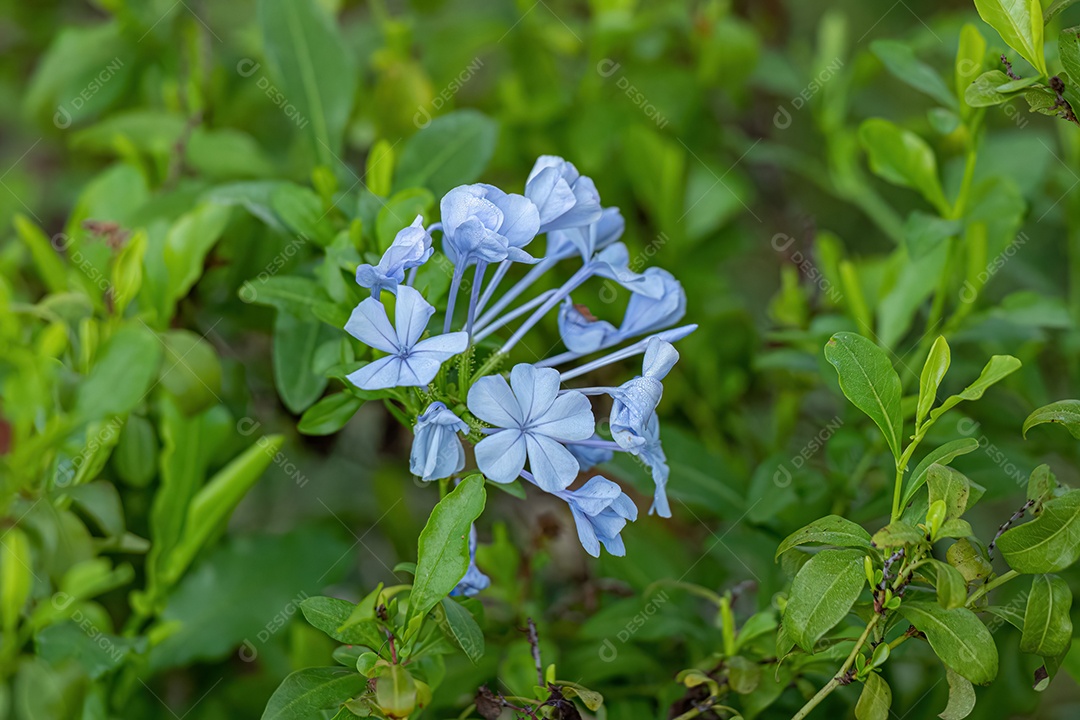 Plumbago Azul Planta da espécie Plumbago auriculata