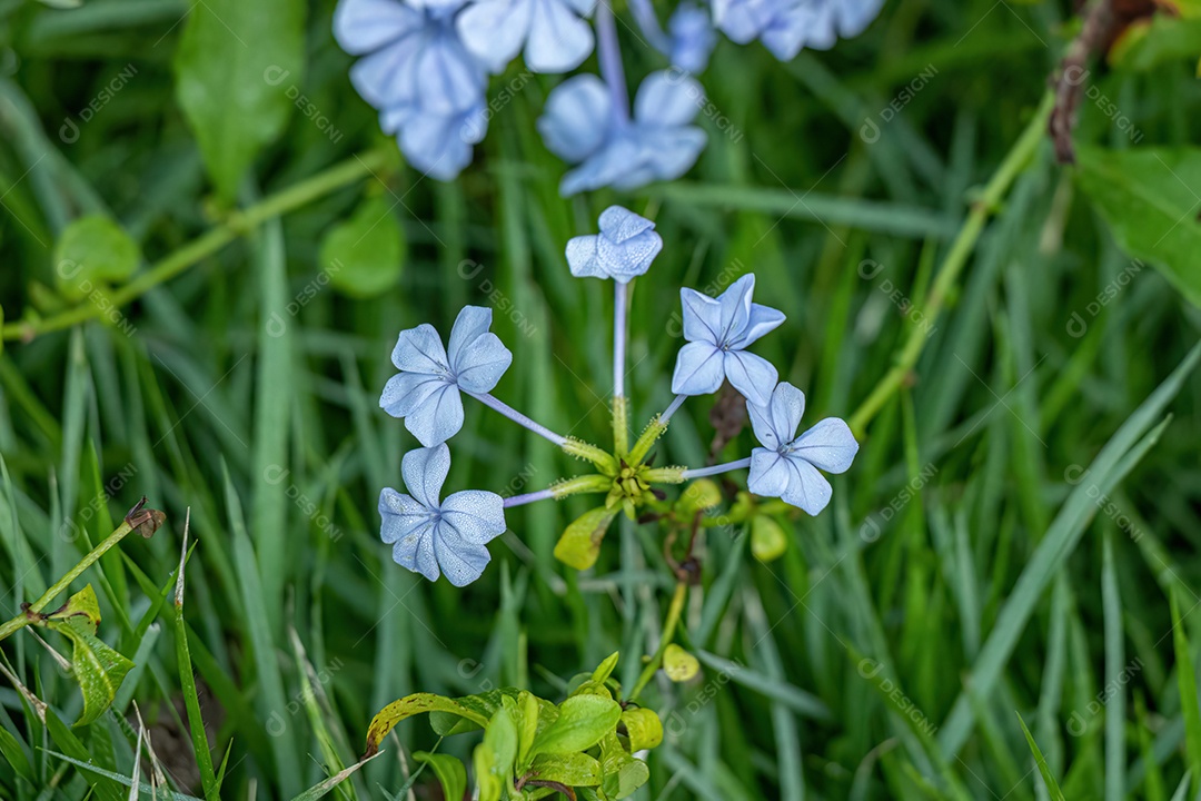 Plumbago Azul Planta da espécie Plumbago auriculata
