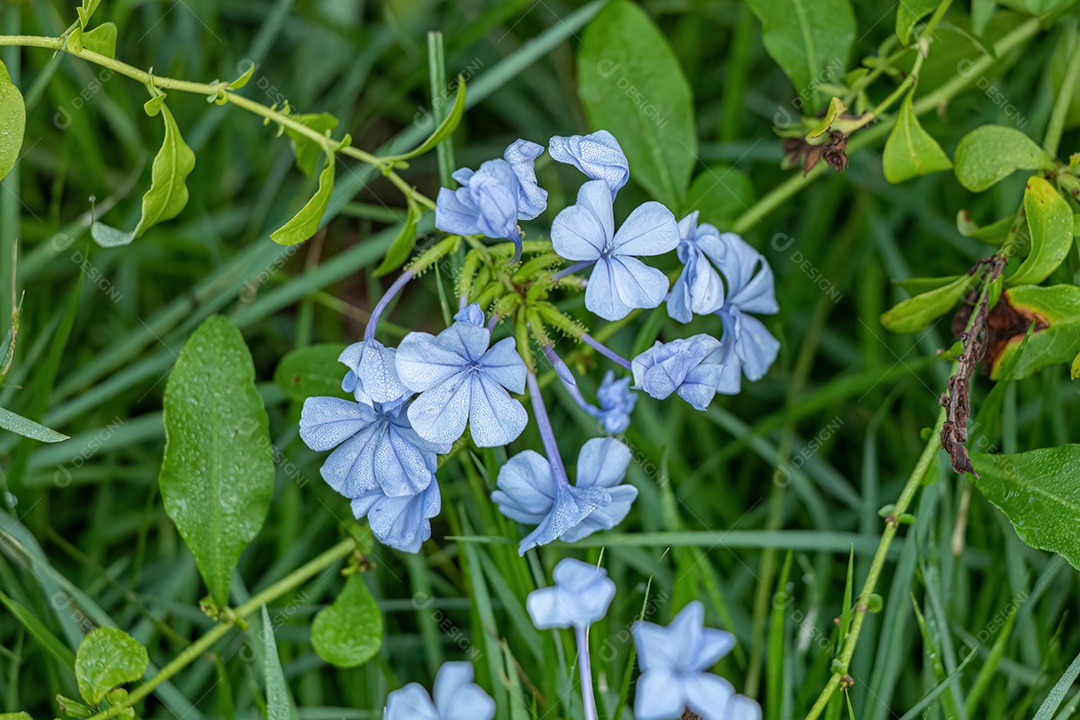 Plumbago Azul Planta da espécie Plumbago auriculata