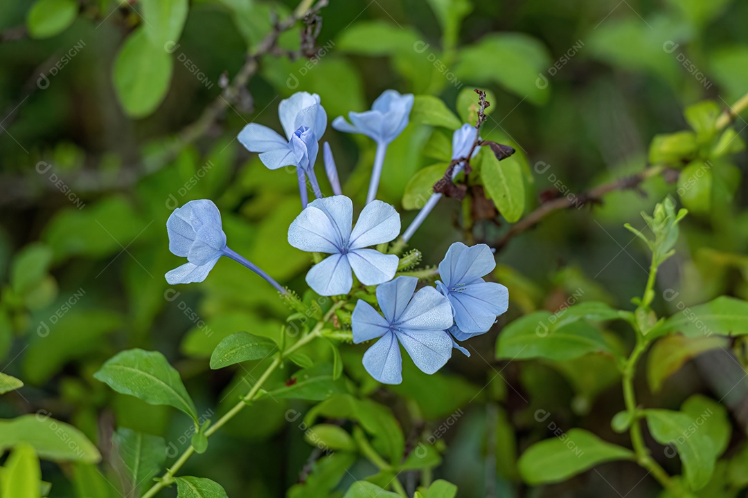 Plumbago Azul Planta da espécie Plumbago auriculata