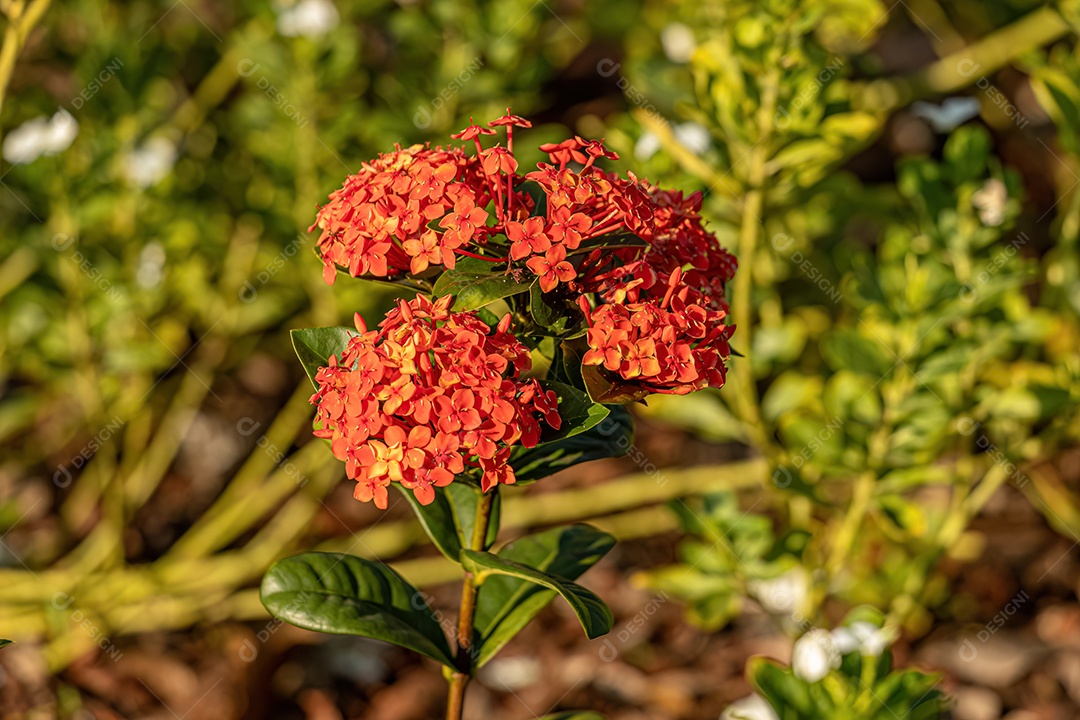 Red Jungle Flame Plant Flor da espécie Ixora coccinea