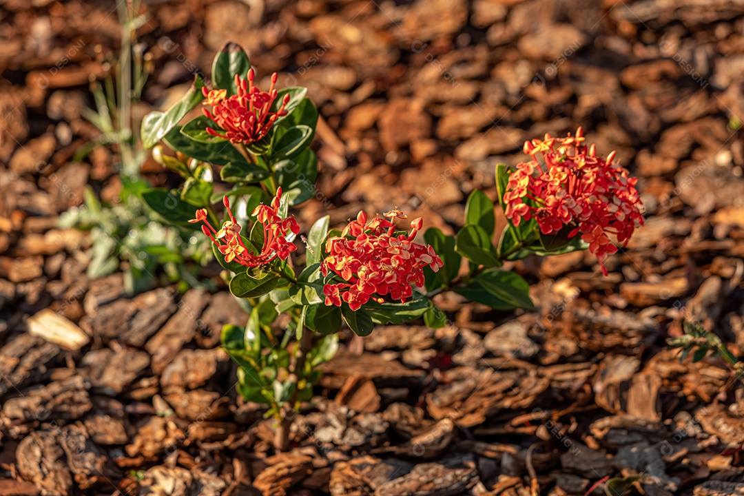 Red Jungle Flame Plant Flor da espécie Ixora coccinea