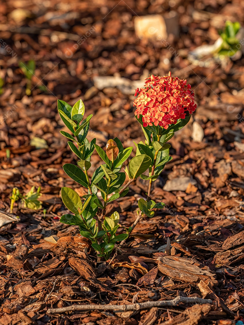 Red Jungle Flame Plant Flor da espécie Ixora coccinea