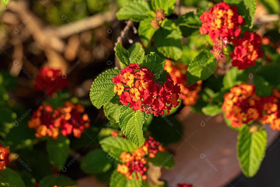 Planta Chama Vermelha da Selva Flor da espécie Ixora coccinea