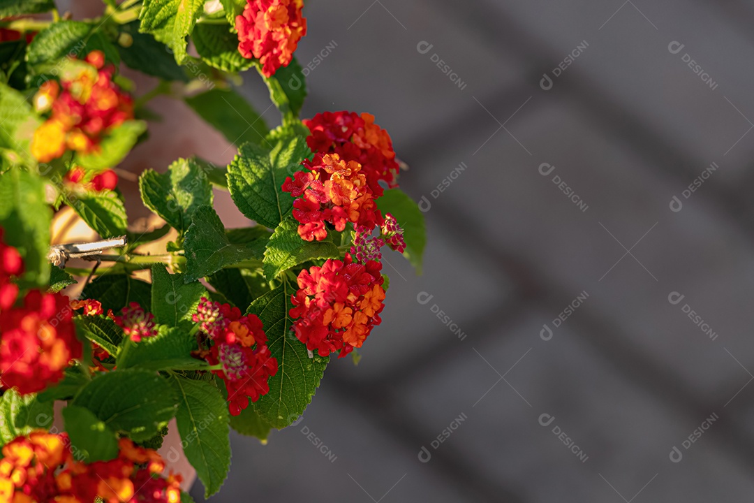 Planta Chama Vermelha da Selva Flor da espécie Ixora coccinea