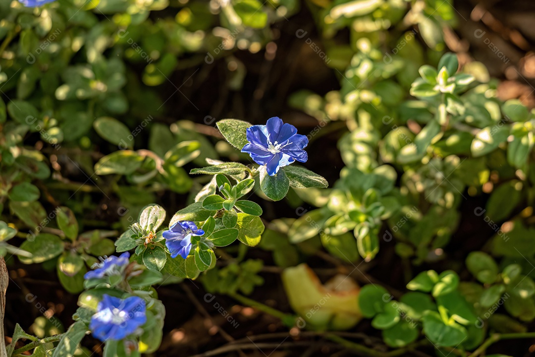 Pequena planta com flor do gênero Evolvulus