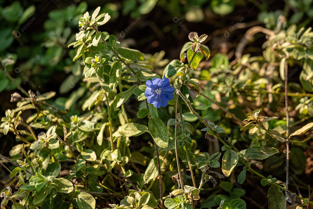 Pequena planta com flor do gênero Evolvulus