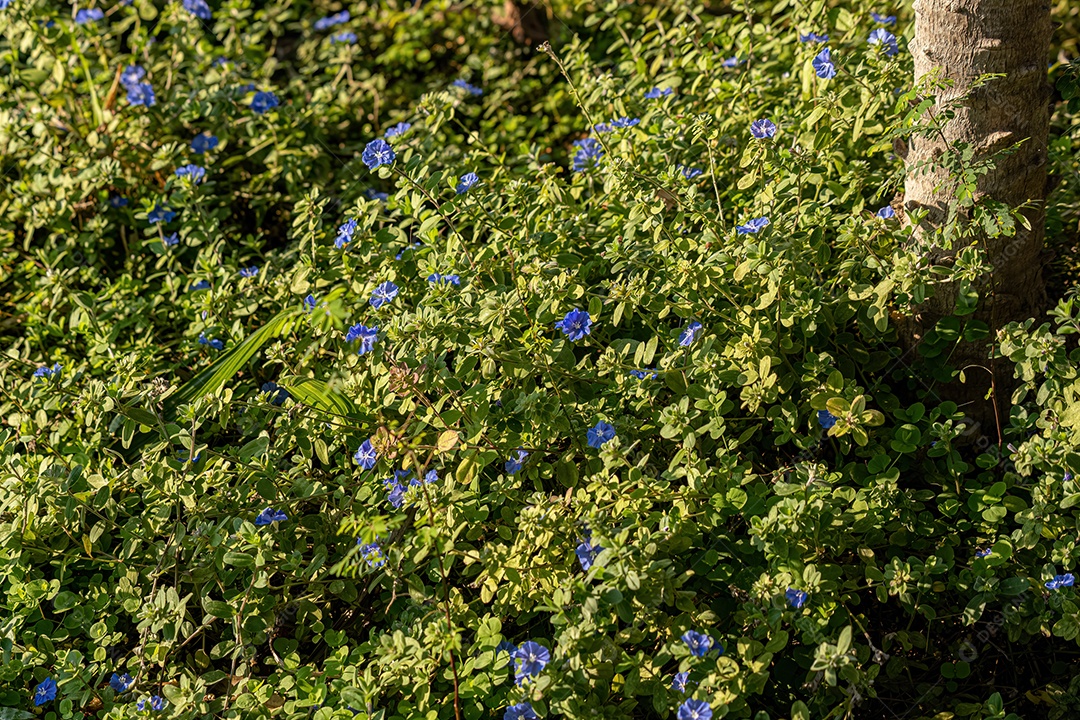 Pequena planta com flor do gênero Evolvulus