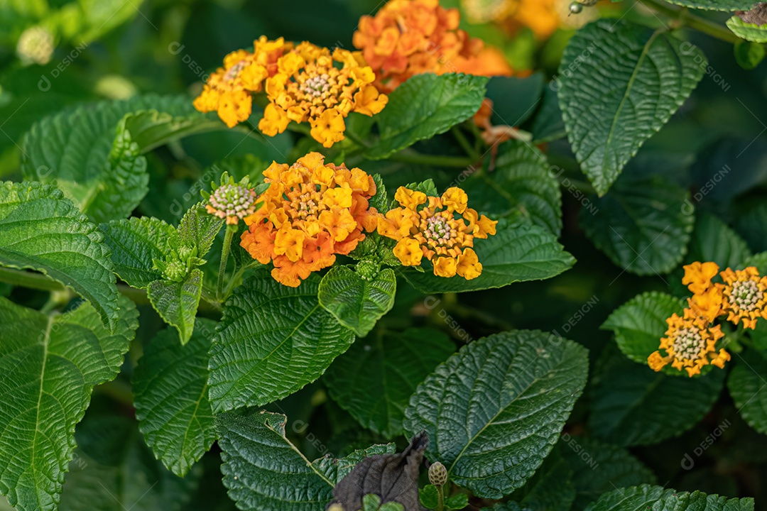 Flor Vermelha de Lantana Comum da espécie Lantana camara