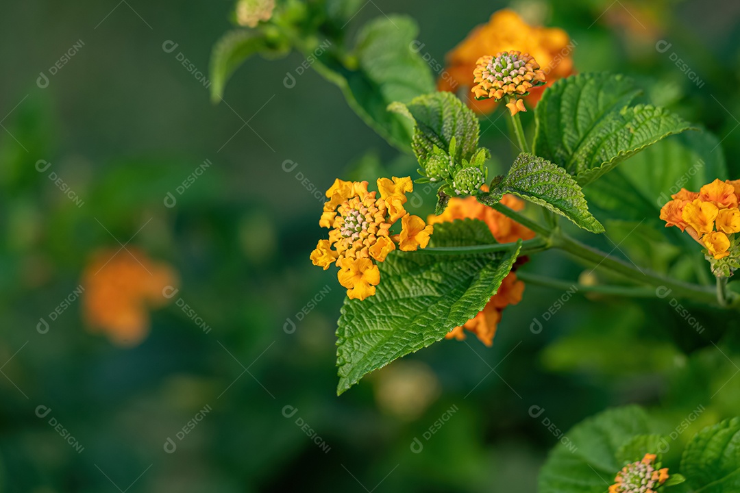 Flor Vermelha de Lantana Comum da espécie Lantana camara