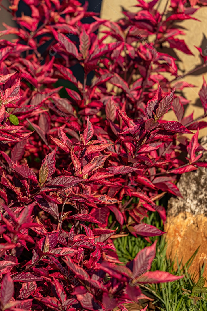 Folha de rubi Planta da espécie Alternanthera brasiliana