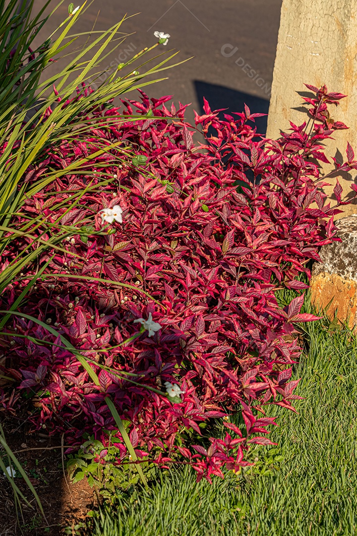 Folha de rubi Planta da espécie Alternanthera brasiliana