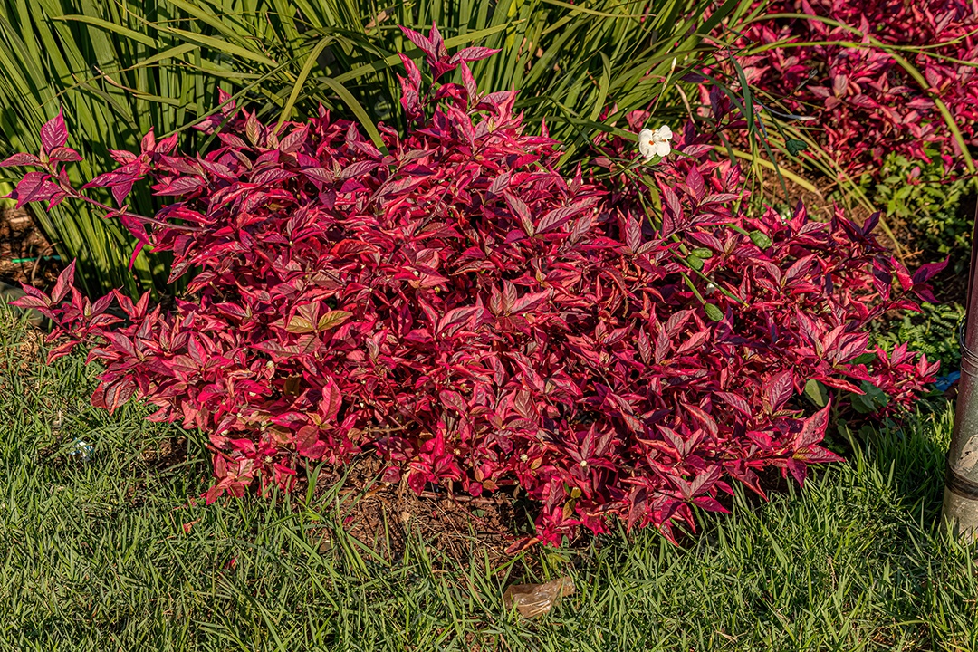 Folha de rubi Planta da espécie Alternanthera brasiliana
