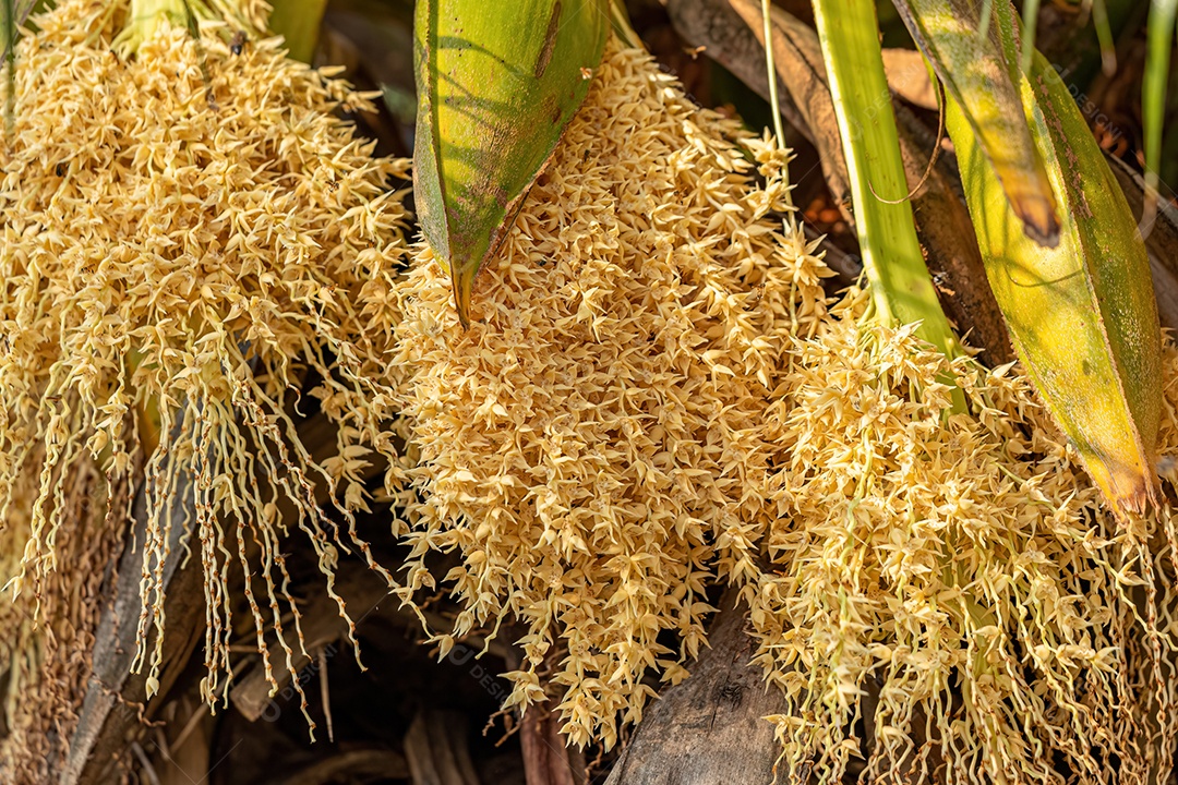 Tamareira-pigmeu da espécie Phoenix roebelenii
