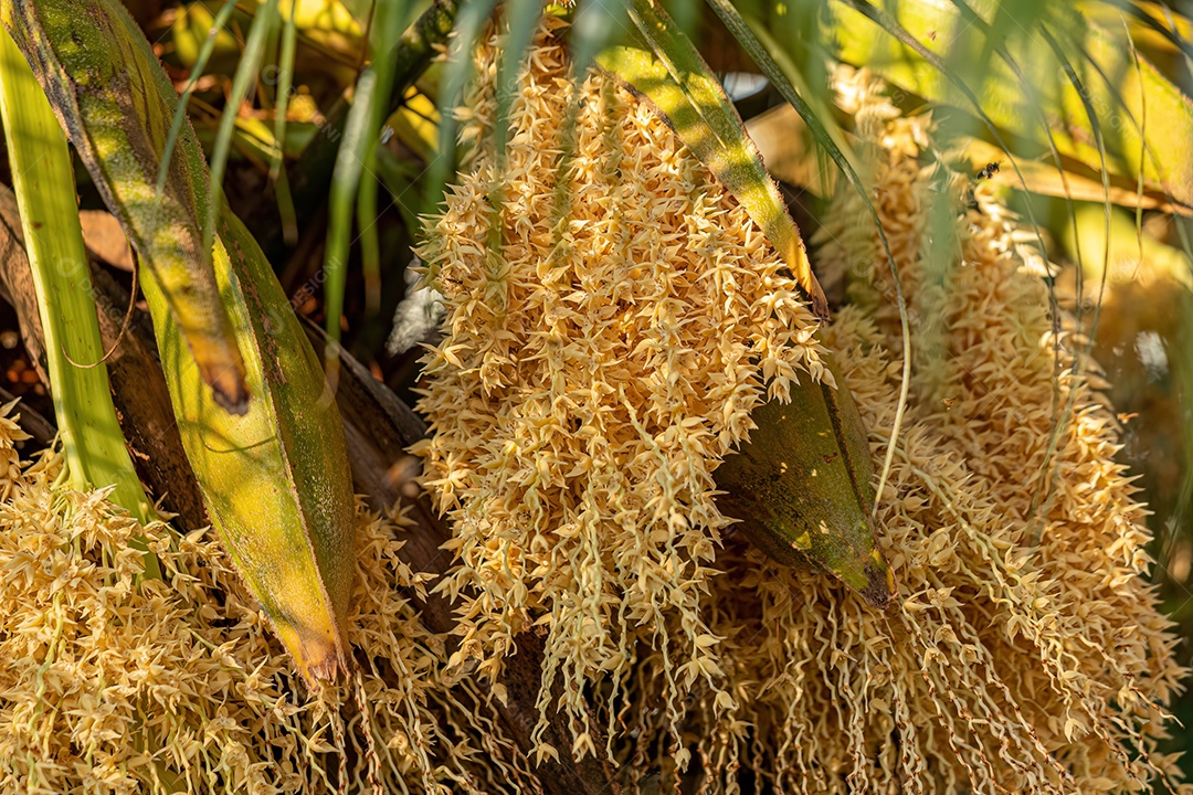 Tamareira-pigmeu da espécie Phoenix roebelenii