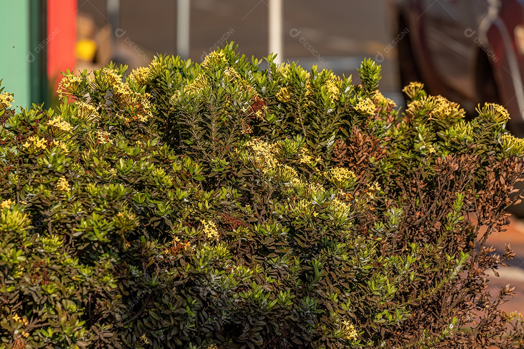 Planta Chama Amarela da Selva Flor da espécie Ixora coccinea