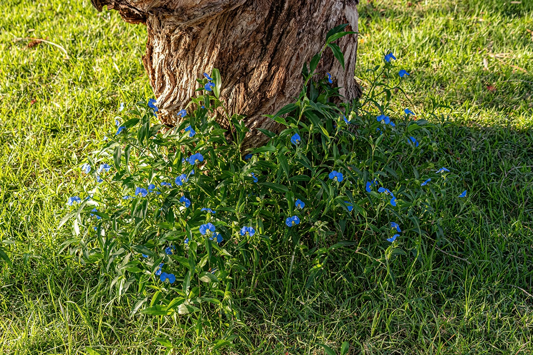Planta pequena Dayflower do gênero Commelina