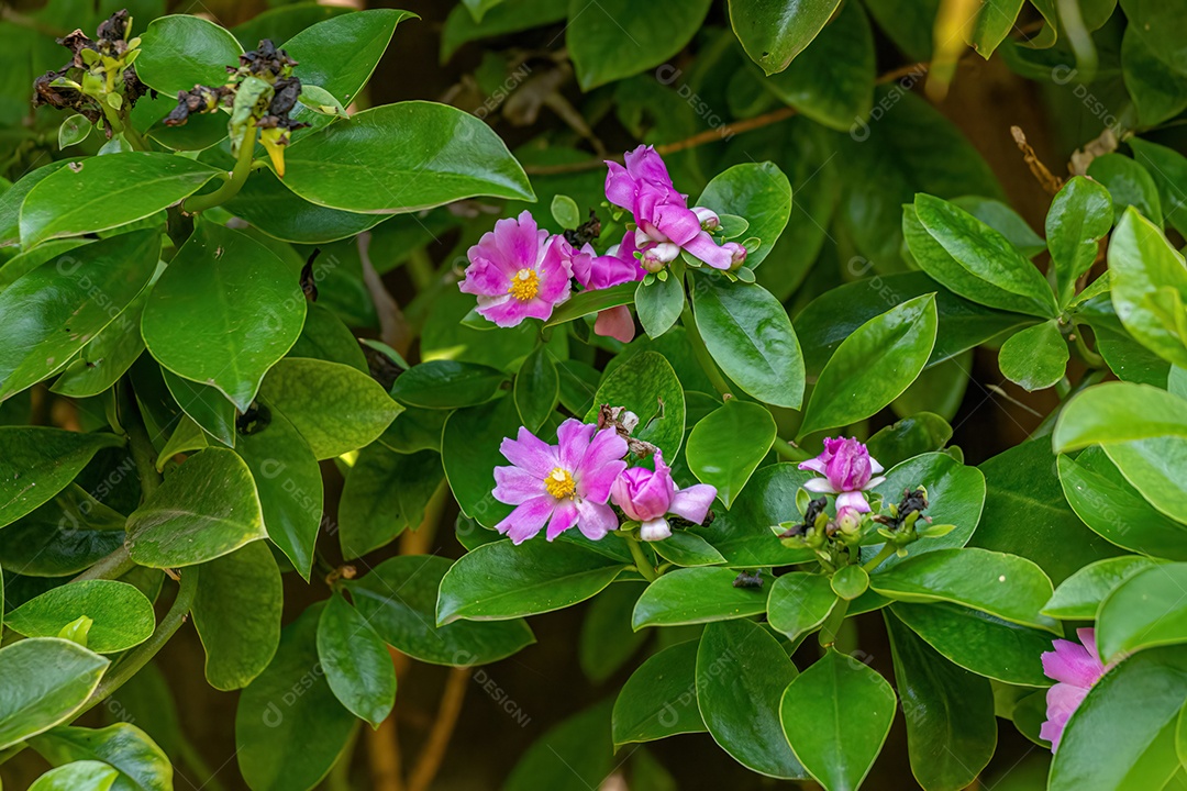 Pequena planta com flor do gênero Evolvulus