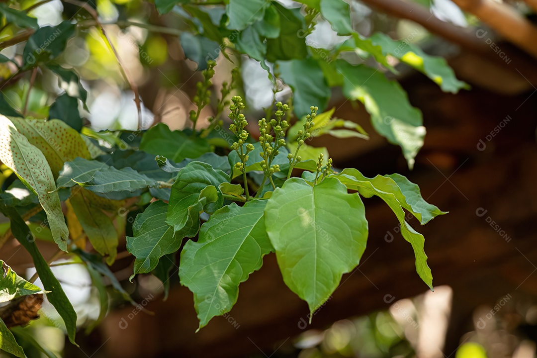 Floração Angiosperma Árvore do Gênero Bunchosia