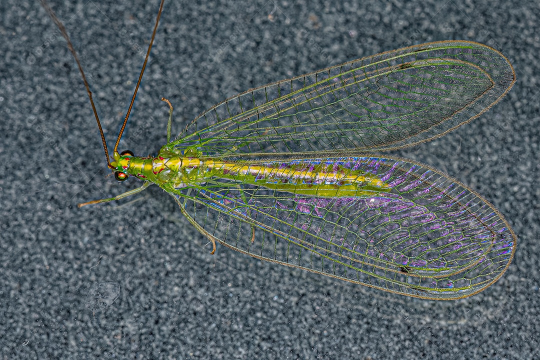 Adulto Típico crisopídeo do gênero Leucochrysa