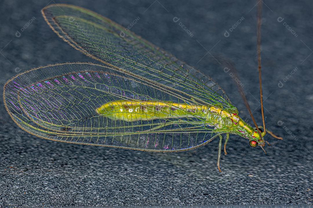 Adulto Típico crisopídeo do gênero Leucochrysa