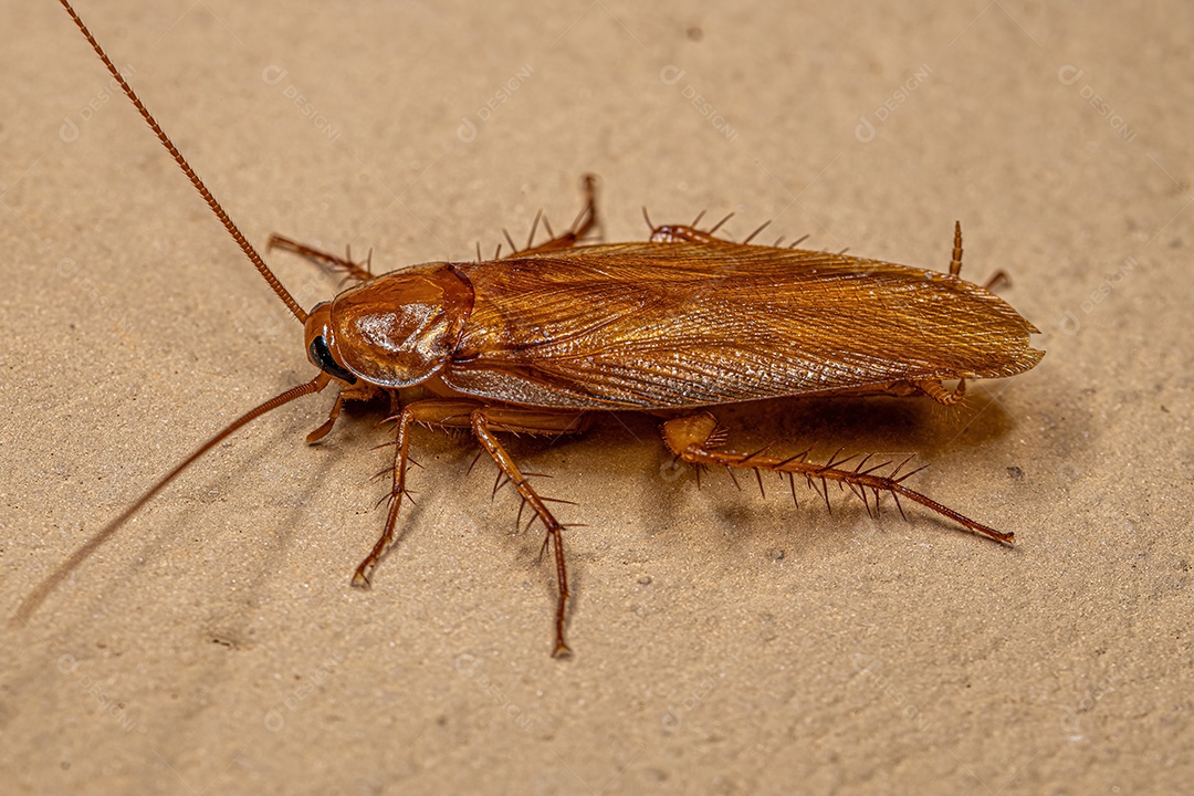 Barata de madeira adulta da família Ectobiidae