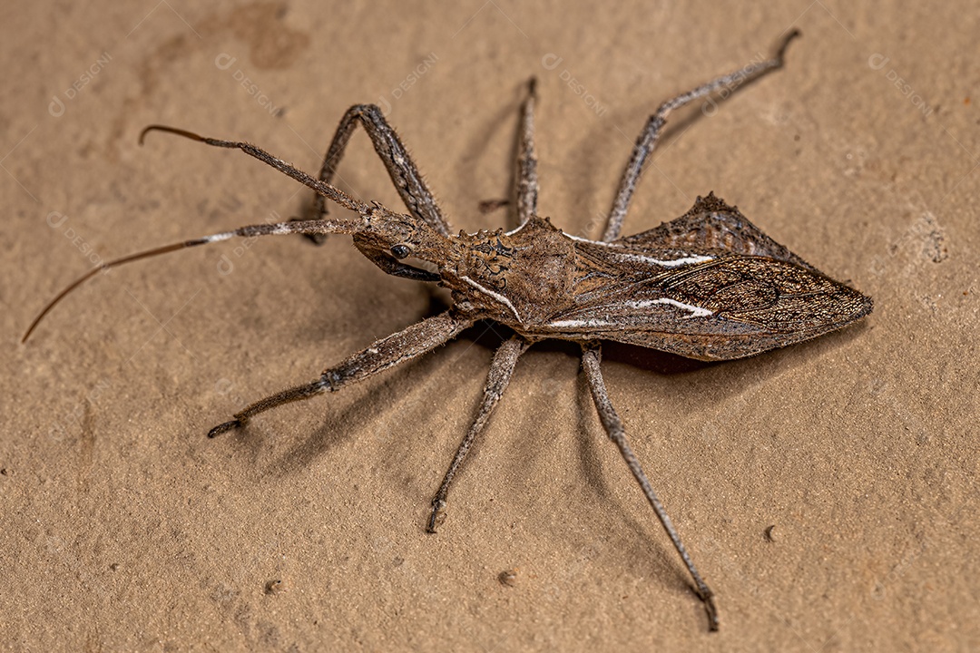 Formiga bala adulta Rainha da espécie Paraponera clavata