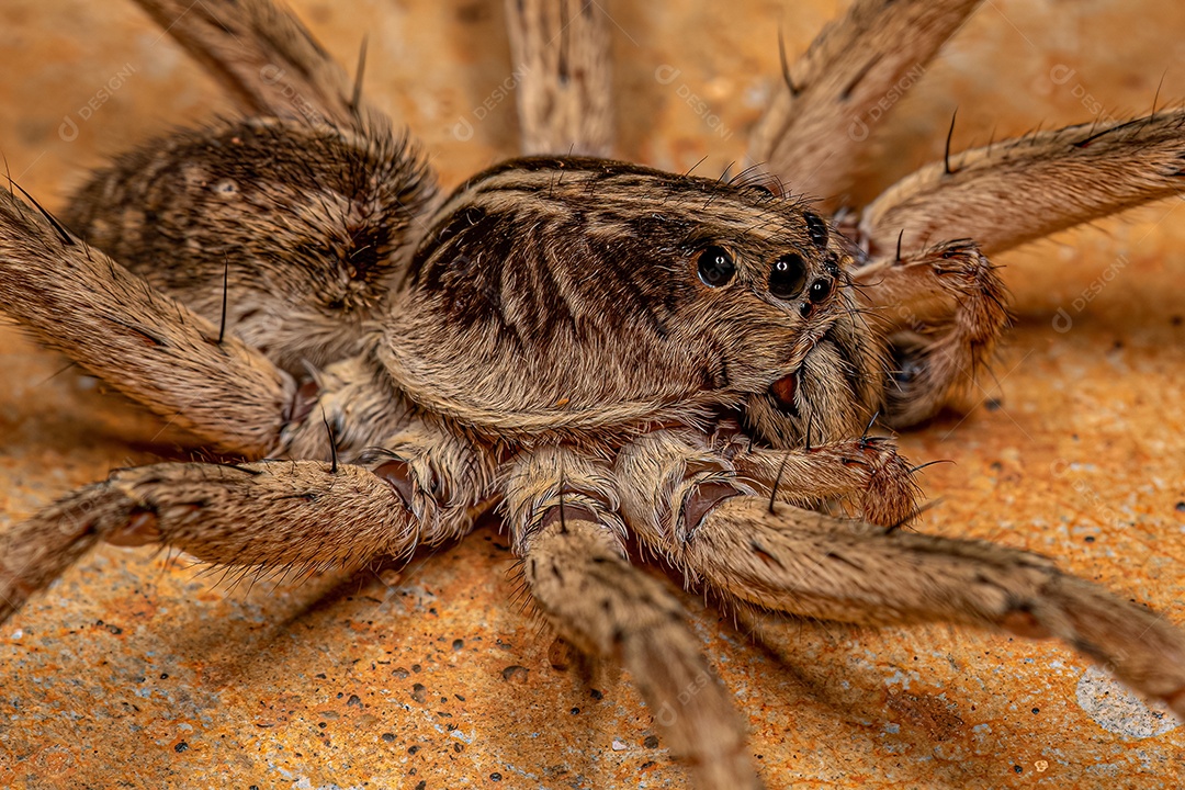 Aranha Lobo Macho Adulto da Família Lycosidae