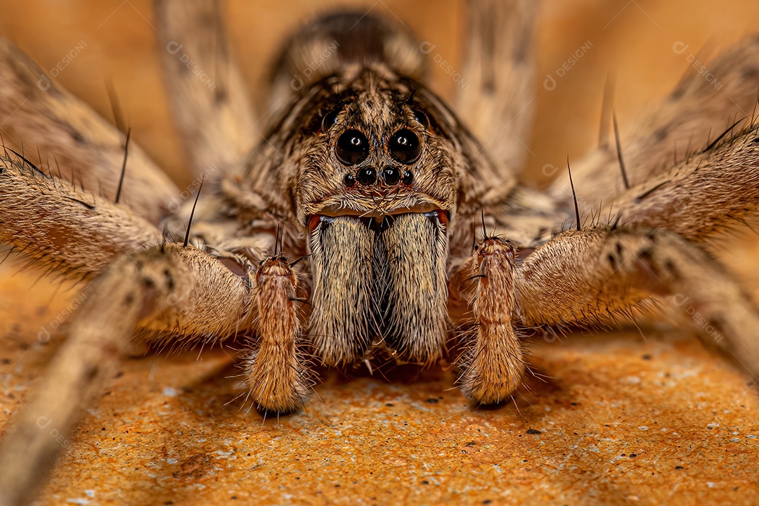 Aranha Lobo Macho Adulto da Família Lycosidae