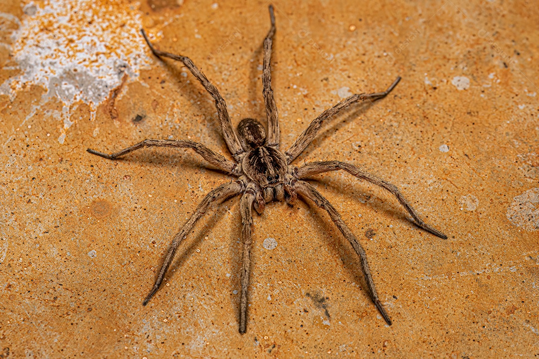 Aranha-caranguejo macho pequeno da família Philodromidae