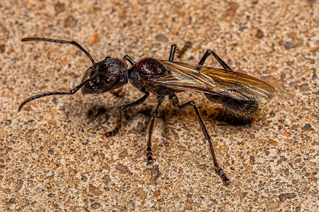 Formiga bala adulta Rainha da espécie Paraponera clavata