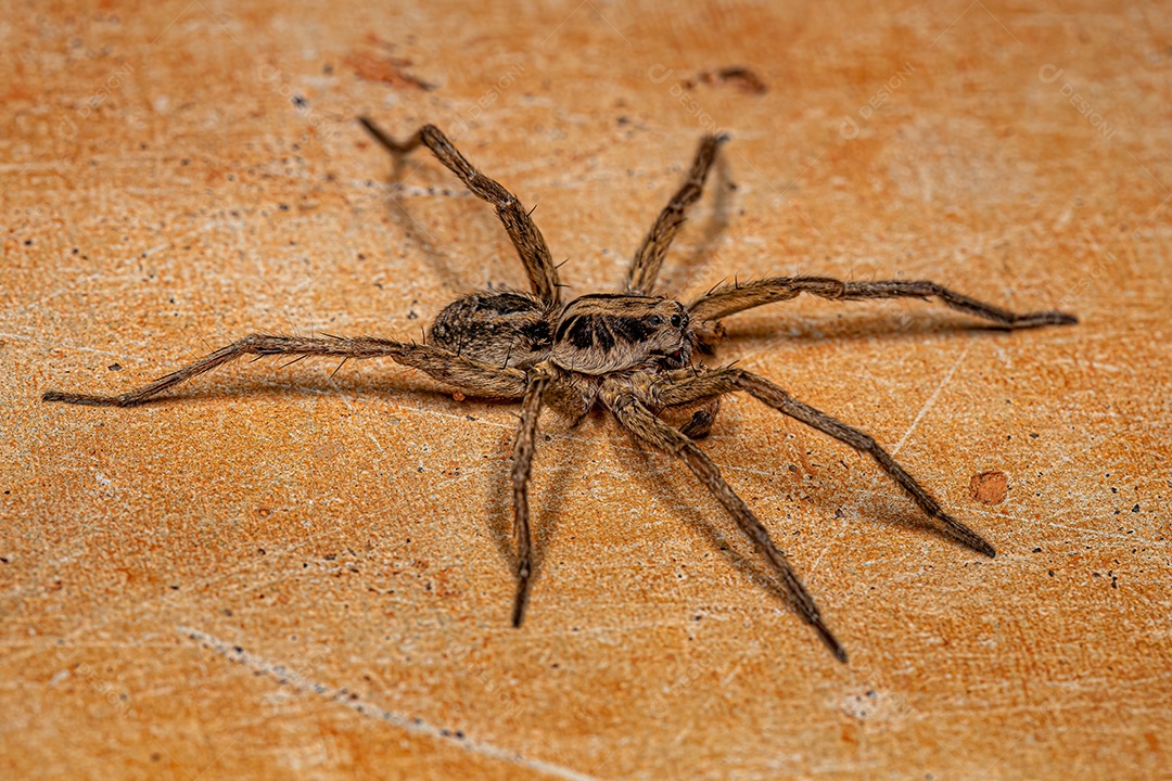 Aranha Lobo Macho Adulto da Família Lycosidae