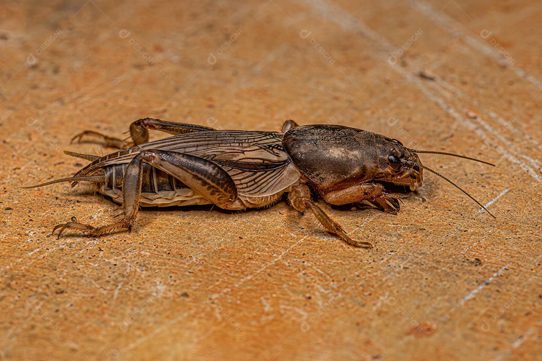 Barata de madeira adulta da família Ectobiidae