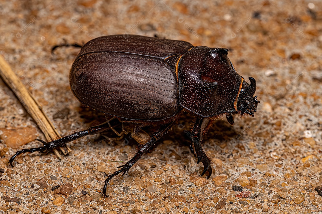 Besouro rinoceronte adulto do gênero Coelosis