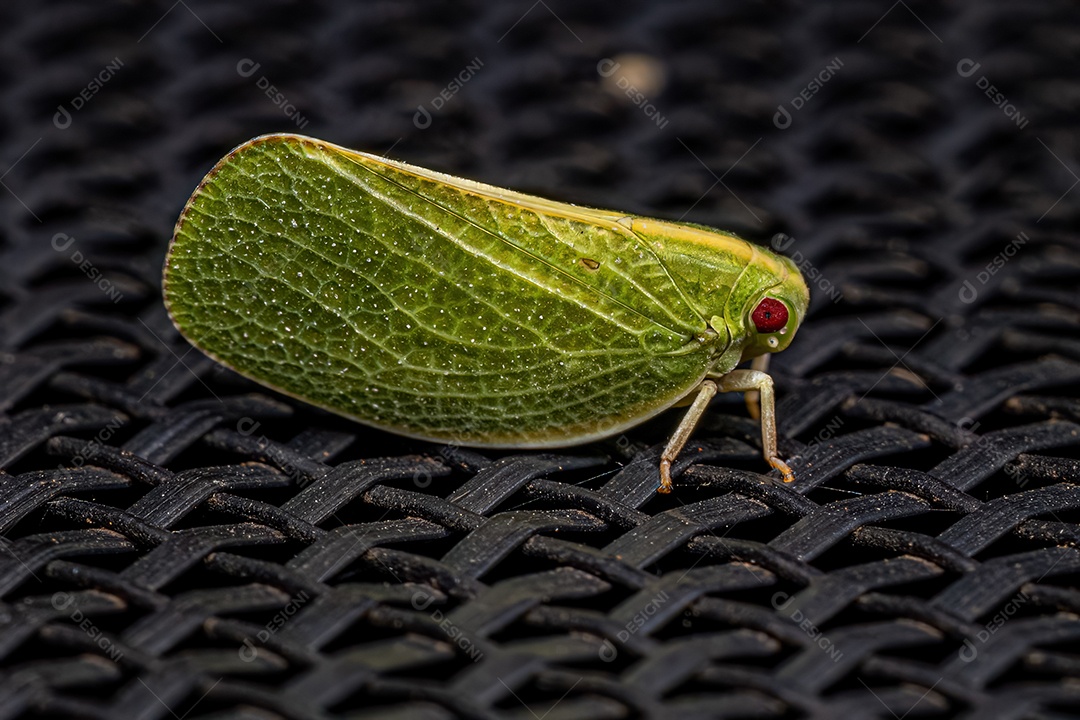 Acanaloniídeo adulto Planthopper do gênero Acanalonia