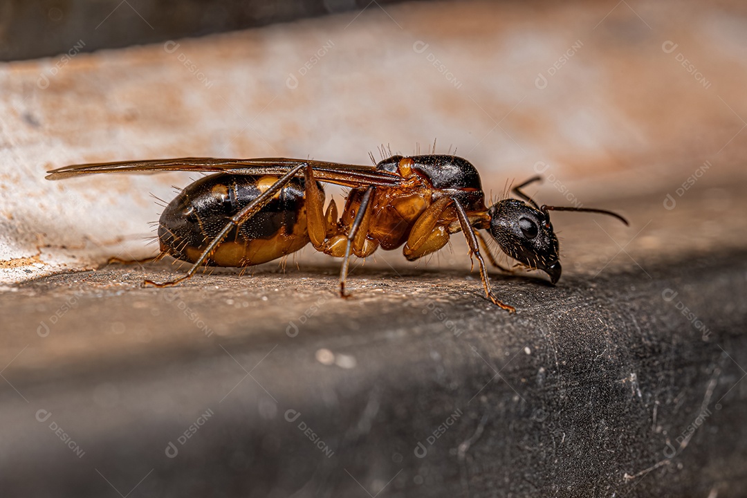 Formiga Rainha Carpinteira Fêmea adulta do gênero Camponotus