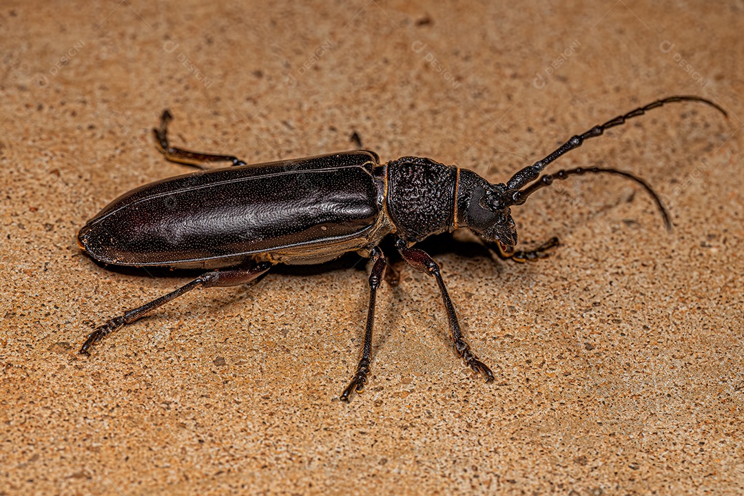 Adulto Típico Longhorn Beetle do gênero Coleoxestia