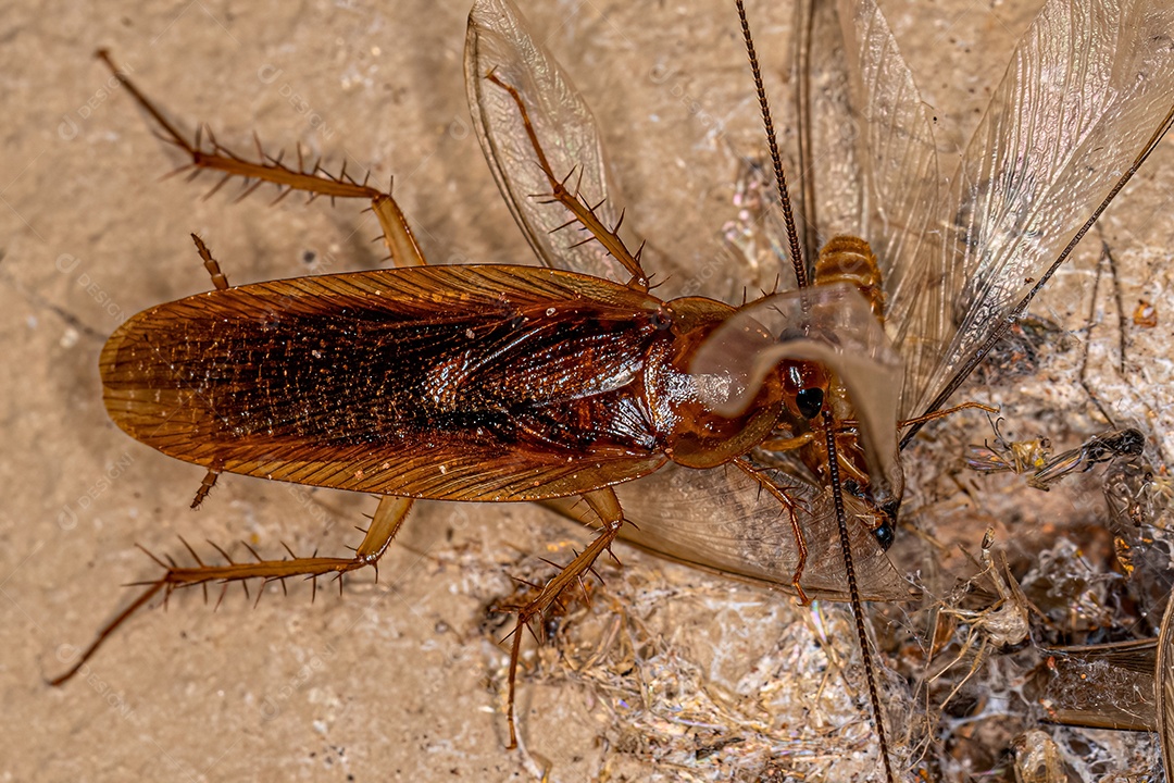 Barata de madeira adulta da família Ectobiidae