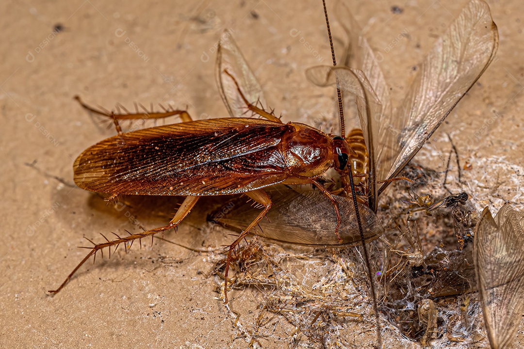Barata de madeira adulta da família Ectobiidae
