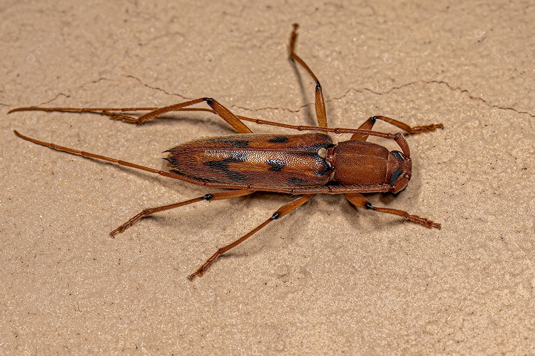 Adulto Típico Longhorn Beetle da espécie Achryson surinamum