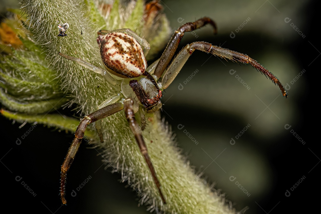 Aranha Caranguejo Fêmea Pequena da Família Thomisidae