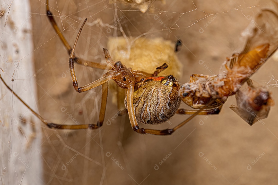 Aranha Viúva Marrom Adulto Fêmea da espécie Latrodectus geometricus