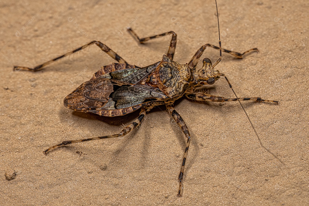 Inseto Assassino Adulto do Gênero Eupheno