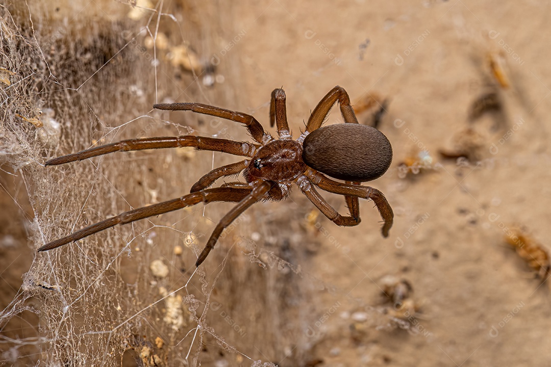 Aranha doméstica do sul fêmea da espécie Kukulcania hibernalis